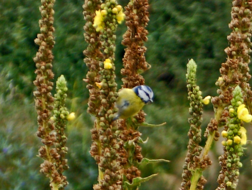 Un uccelletto giallo ed azzurro